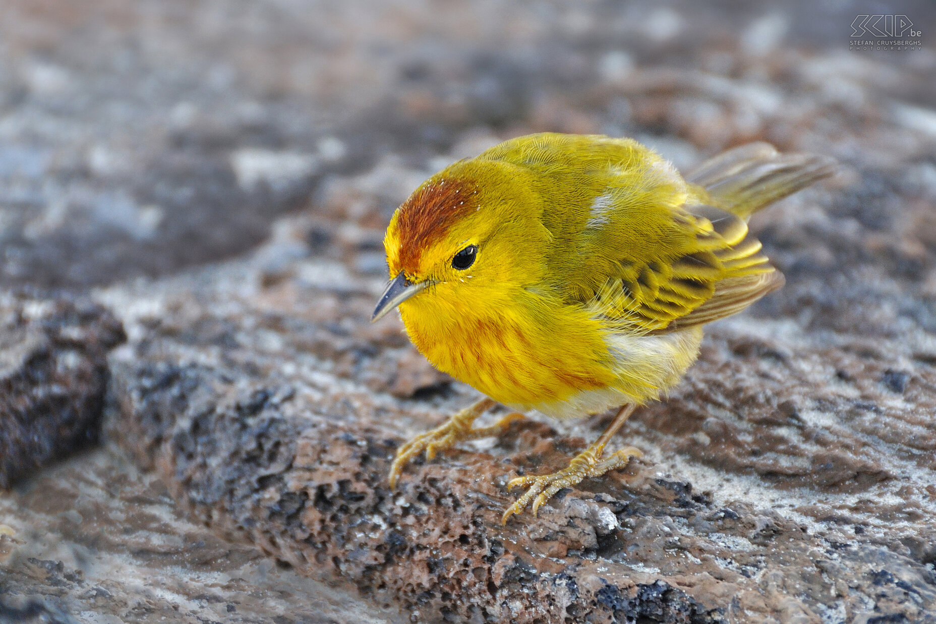 Galapagos - Isabela - Yellow warbler Yellow warbler (dendroica petechia aureola) Stefan Cruysberghs